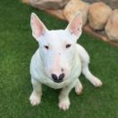 White Ambitions at Proud to be Greek from Fitbull