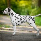 Alphadirato Surprise Me (Semmy)