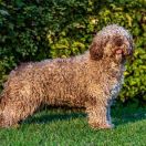 Olimpia del Majaceite