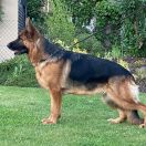 Alicia von Schlesien