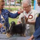 OLYMPUS ANGEL'S LIGHT