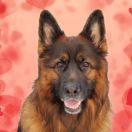 IRONIA Sfora z Zakrzewa 