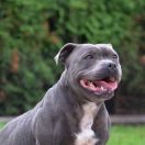 Jingle Blue Bell diabelski uśmiech 