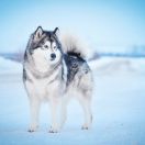 Amank Enisey Allegra 