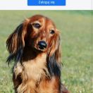 Aavistuksen Korpien Kaunistus