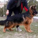 NEUSCHWANSTEIN EMPIRE OF PASSION IS CARSKOI STAI