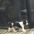 KARAT Futrzaki Bałtyku FCI