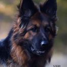 Barina z Wilczego Wzgórza