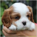 Xantos Ex imo Corde (FCI)