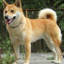 SABASKA Hannibal Poland (FCI)