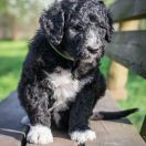 Aussie Welkope CZAS NA LUNCH