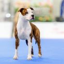 QUEEN OF SPADES VIA FORTUNA