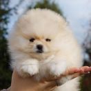 POWERPUFF BUBBLES The Scarlet Hill