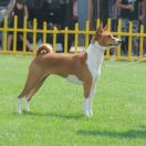 FEEL THE THUNDER Zakira FCI