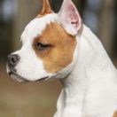 Orhideja Dominant Storm 