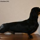 AGENT 007 Nes Gwadiana (FCI)