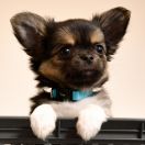 GR.CH.PL, CH.PL ALYN z Dorzecza (FCI) 