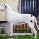 RICOTTA with Red Ribbon