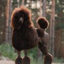 Ch.PL, CH.SK CLARISSA HARPER DOG HOUSE FCI