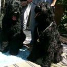 Sirena Tchorny Lebed 