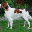 ZELDA Catcher in Grass