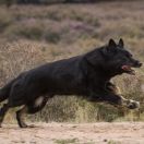 Evil vom Karthäuser Löwentor