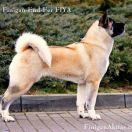 Ch. Finigan End-Fer Fiya