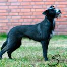 Ollachea peruvia Pazzda 