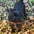 CELINA CUD DZIEWCZYNA Hexeside FCI 