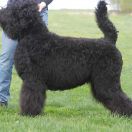 Astra Fidelis ARWENA