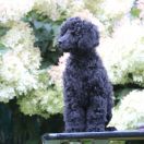 Special Vero Claircreek Call Me Famous