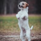 All Jacks Amazing Tale