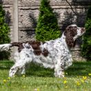 HOLY MOLY Gunfriend FCI 