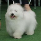 BELLA DONNA Cobegarden (FCI)