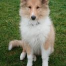 AMEL BENT Col-Pol-Mar