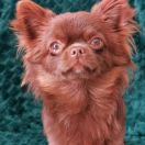 LOVE DAISY Sweet Mini Star FCI 