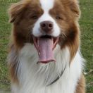 Sheperd Cottage Pepper Chopper