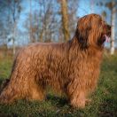 PAN KARMEL Kudłate Serce