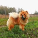 Tiserlen Bright Sun Magic East 