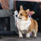 THE LADY DI Ku Owcom FCI