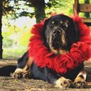 LA FORZA DEL DESTINO Hominem Quero