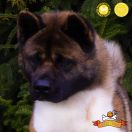 PlayTime (FCI) BEATA