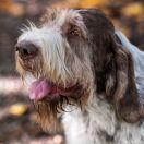 Stannamore PALAZZO DUCALE 