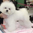 CLEOPATRA Bianca Principessa FCI