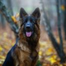 Daisy vom Haus Salek