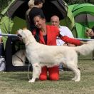 MOLLY Bursztynowy Aporter FCI