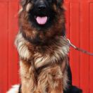 Xywa z Zielonego Ursynowa