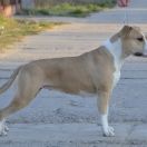 DS REBEL HEART OFF PROZAK 