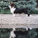 Major Point Mr Brightside 