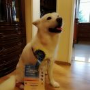 NORTS PEARL TIKA WITHER DROP 